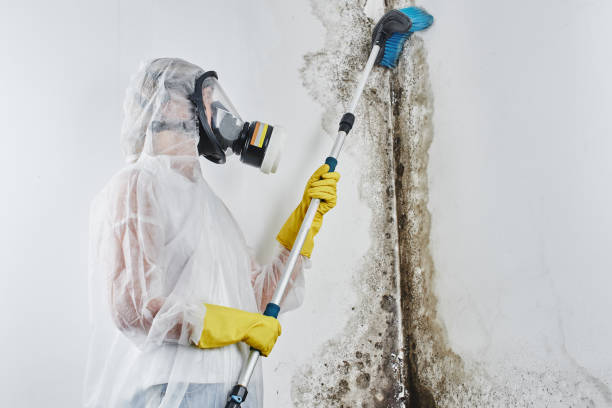 Best Residential water damage restoration  in Fritz Creek, AK